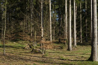 Bir parktaki ağaç manzarası