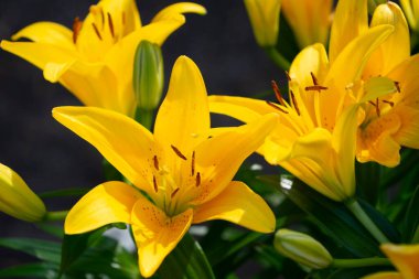 The close up of a bouquet of yellow lilies