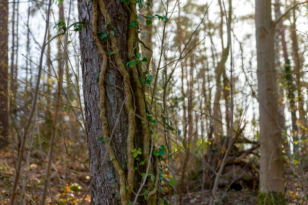 Ivy Tendrils Coniferous Tree Forest — Stock fotografie