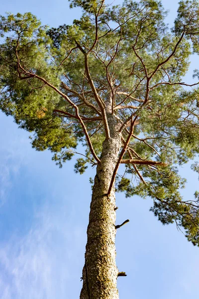 Worm Eye View Crown Coniferous Tree — Stock Photo, Image