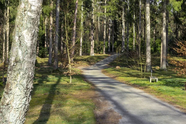 Sunny Path Forested Park — Foto Stock