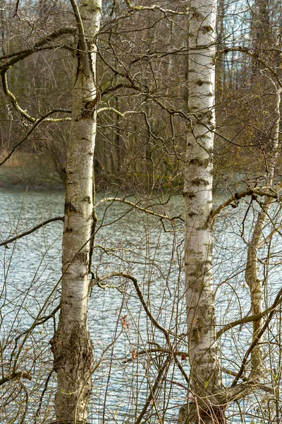 Dvě Břízy Vodní Hladiny — Stock fotografie