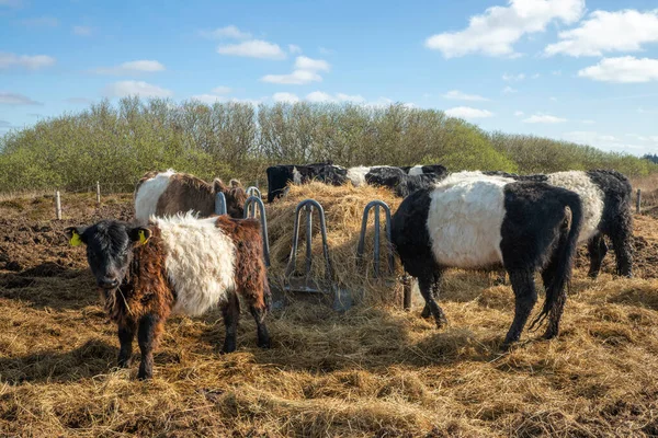 Vacas Terneros Comedero Heno — Foto de Stock