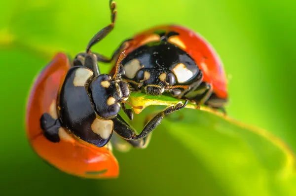 Coccinella — Foto Stock