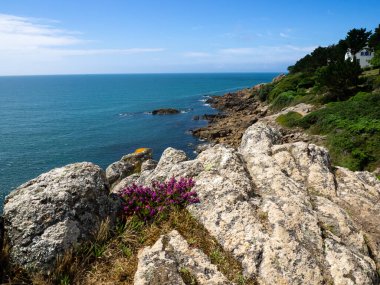 Britanya 'nın kıyı şeridindeki geniş manzaranın önündeki mor çiçekler