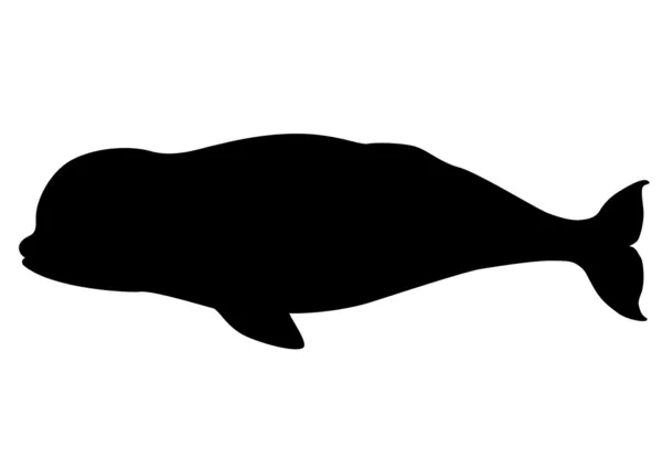 Beluga whale silhouette — Stock Vector