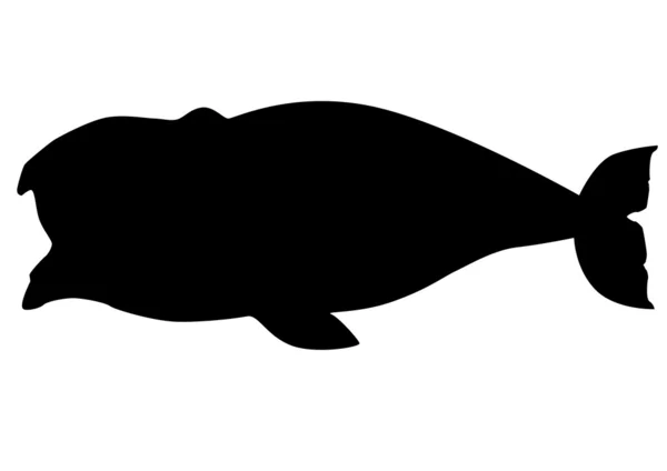 Гренландский силуэт китов — стоковый вектор
