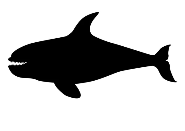 Orca silhouette — Stock Vector