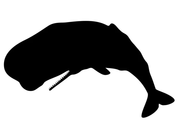 マッコウクジラのシルエット — ストックベクタ