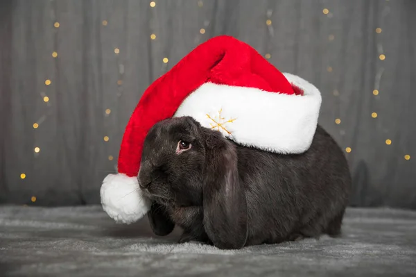 Feliz ano novo 2023 fundo. Bolas de coelho e Natal com presentes. Ano Novo convite de cartão de férias com luzes brilhantes, presentes. — Fotografia de Stock