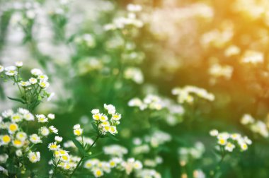 Papatyaları olan bir alan. Kapatın ve uzayı kopyalayın. Seçici odak.