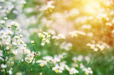 Papatyaları olan bir alan. Kapatın ve uzayı kopyalayın. Seçici odak.