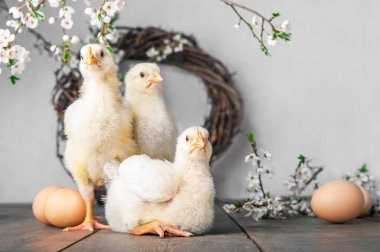 Mutlu Paskalya tebrik kartları. Tavuklar, yumurtalar, bahar çelenkleri açan ağaçlar.