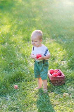 Güzel bebek ve sonbahar elma hasadı. Çocuk ve olgun kırmızı elma sepeti yakın plan çekimde ve boşluğu kopyalayın..
