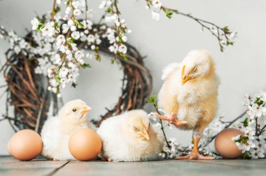 Mutlu Paskalya tebrik kartları. Tavuklar, yumurtalar, bahar çelenkleri açan ağaçlar.