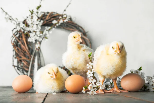 Праздником Пасхи Цыплята Яйца Весенний Венок Цветущие Деревья — стоковое фото