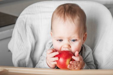 11 aylık bebek ve yüksek sandalyede Apple. İlk bebek maması, püre yemek, sütten kesilme, BLW