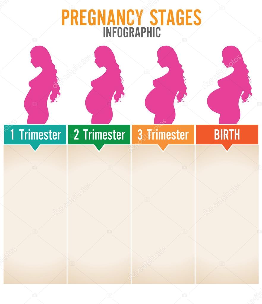 Pregnancy stages. Vector illustration.