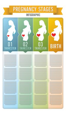 Pregnancy stages. Vector illustration. clipart