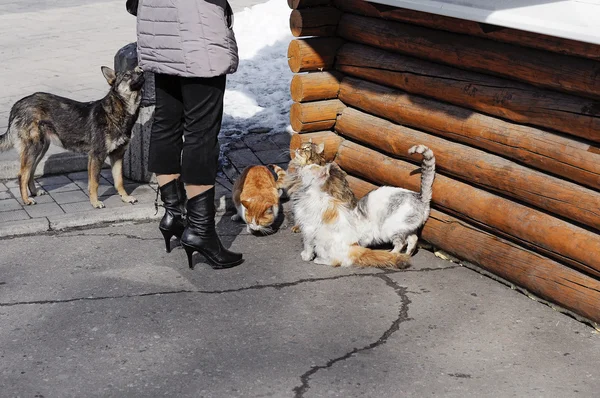 Cats and dogs are waiting when they are being fed