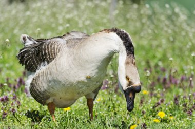 Kuğu kazı (anser cygnoides), yerli kaz
