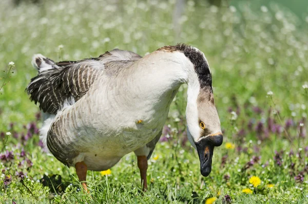 Kuğu kazı (anser cygnoides), yerli kaz
