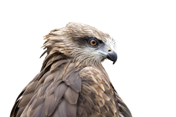 Falcon head — Stock Photo, Image
