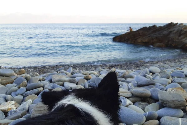 Border Collie Kijken Naar Zee Bij Zonsopgang Vanaf Het Strand — Stockfoto