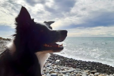 Liguria 'daki Diano Marina' da bir çakıl taşı plajından denize bakan çoban köpeği ve deniz manzarası, İtalya 'da seyahat ve manzaralar.