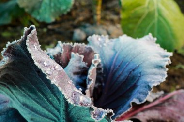 Bahçedeki sebze bahçesinde donmuş bir lahana, kışın bahçıvanlık ve doğa.