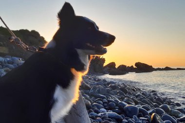 Liguria 'daki Diano Marina sahilinden denize bakan bir çoban köpeğinin yakın çekimi, İtalya' daki hayvanlar ve manzaralar