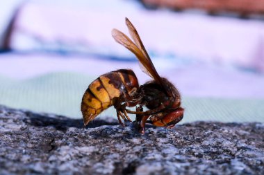 Bahçede, hayvanlarda ve doğada granit bir fayansa yaslanmış bir eşekarısı gördüm.