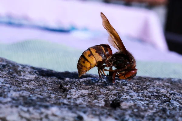 Acercamiento Avispón Visto Lado Apoyado Una Baldosa Granito Jardín Los —  Fotos de Stock