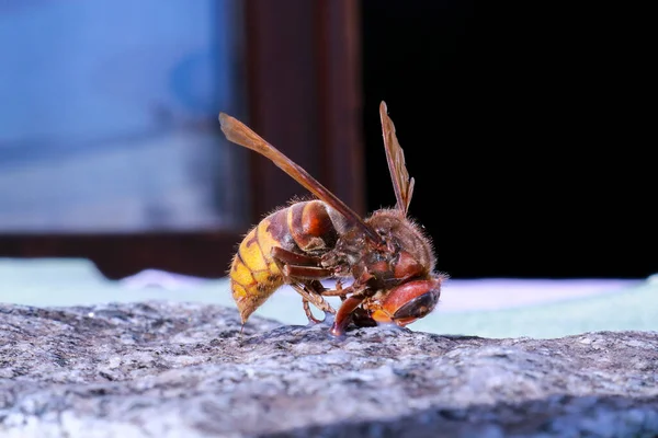 Close Hornet Seen Sideways Leaning Granite Tile Garden Animals Nature — Stock Photo, Image