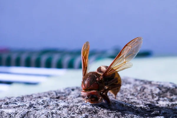 Close Hornet Seen Front Resting Granite Tile Garden Animals Nature — Stock Photo, Image