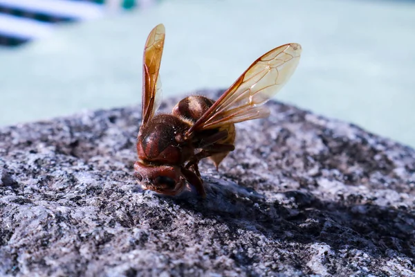 Close Hornet Seen Front Resting Granite Tile Garden Animals Nature — ストック写真