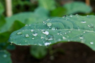 Bahçedeki sebze bahçesine, doğaya ve bahçeye su damlaları damlayan karnabahar yaprağını kapat.