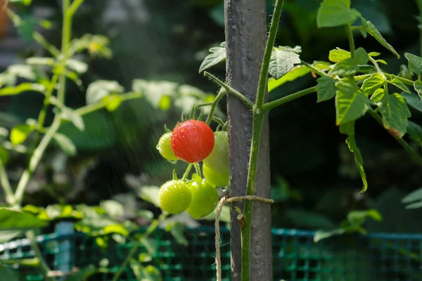 Nahaufnahme Einer Kirschtomatenpflanze Gemüsegarten Des Gartens Natur Und Gartenarbeit — Stockfoto