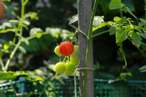 Närbild Körsbärstomatplanta Trädgården Naturen Och Trädgården — Stockfoto