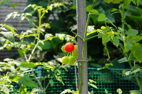 Close Uma Planta Tomate Cereja Horta Jardim Natureza Jardinagem — Fotografia de Stock