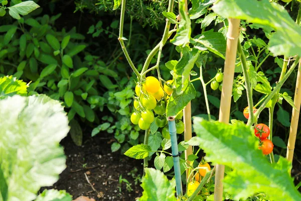 Zbliżenie Rośliny Pomidora Wiśniowego Ogrodzie Warzywnym Ogrodu Przyrody Ogrodnictwa — Zdjęcie stockowe