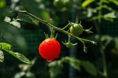 Bahçedeki sebze bahçesinde bir domates bitkisinin yakın çekimi, doğa ve bahçe işleri.