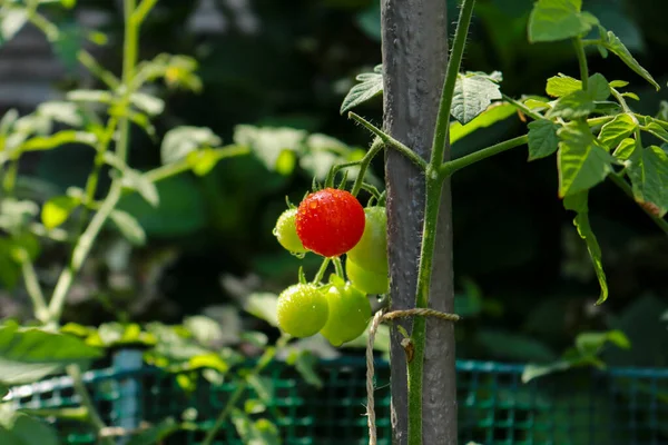 Närbild Körsbärstomatplanta Trädgården Naturen Och Trädgården — Stockfoto