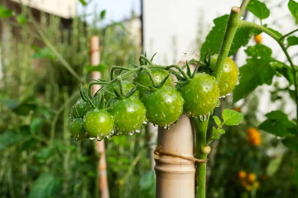 Close Uma Planta Tomate Cereja Horta Jardim Natureza Jardinagem — Fotografia de Stock