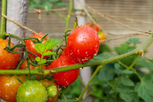 Primer Plano Una Planta Tomate Cherry Huerto Del Jardín Naturaleza —  Fotos de Stock