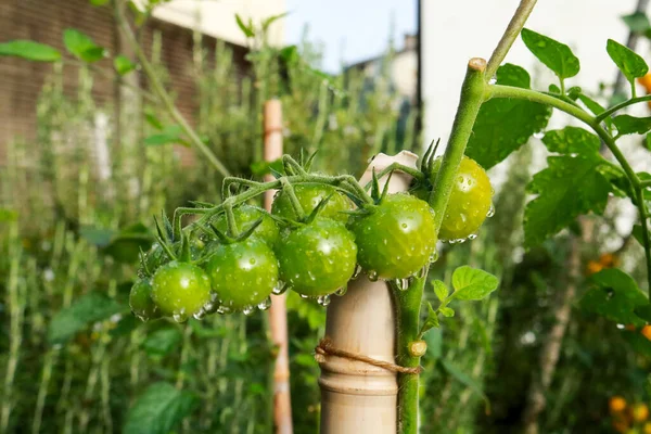 Nahaufnahme Einer Kirschtomatenpflanze Gemüsegarten Des Gartens Natur Und Gartenarbeit — Stockfoto