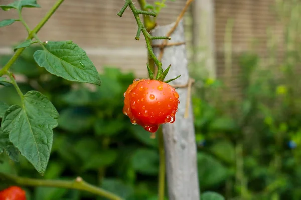 Nahaufnahme Einer Kirschtomatenpflanze Gemüsegarten Des Gartens Natur Und Gartenarbeit — Stockfoto