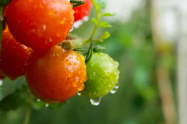 Närbild Körsbärstomatplanta Trädgården Naturen Och Trädgården — Stockfoto