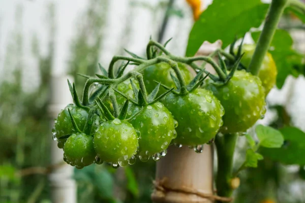 Nahaufnahme Einer Kirschtomatenpflanze Gemüsegarten Des Gartens Natur Und Gartenarbeit — Stockfoto