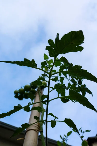 Nahaufnahme Einer Tomatenpflanze Von Unten Gemüsegarten Des Gartens Natur Und — Stockfoto